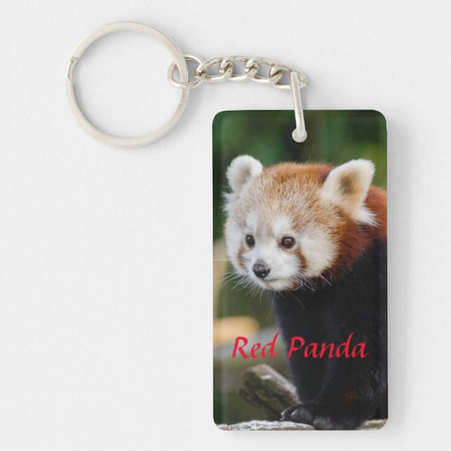 Sött Foto på Röd Panda (Framsidan)