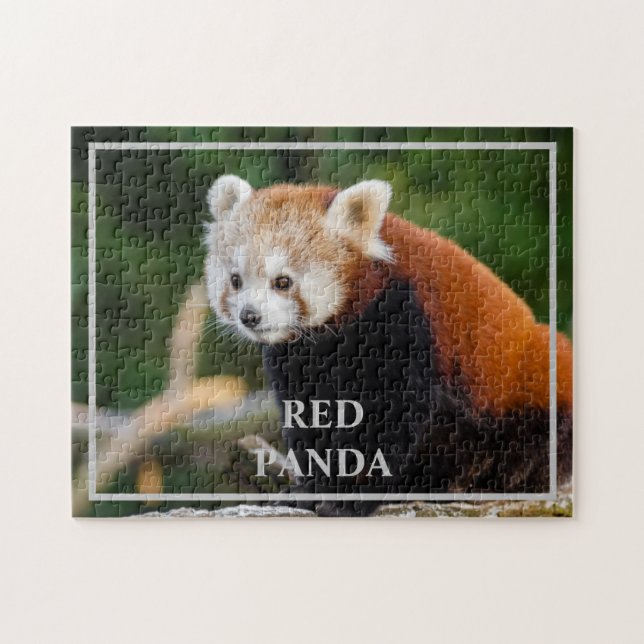 Sött Foto på Röd Panda i Naturen Pussel (Horisontell)