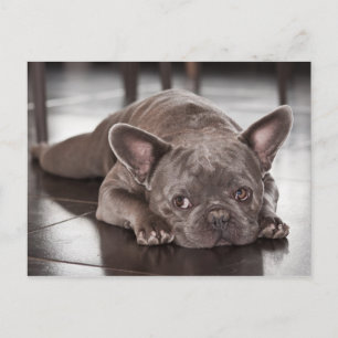 Sött franskt bulldoggshundfoto vykort