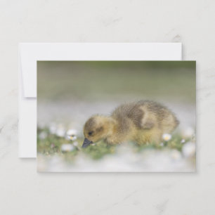 Sött gåungar natur foto kort