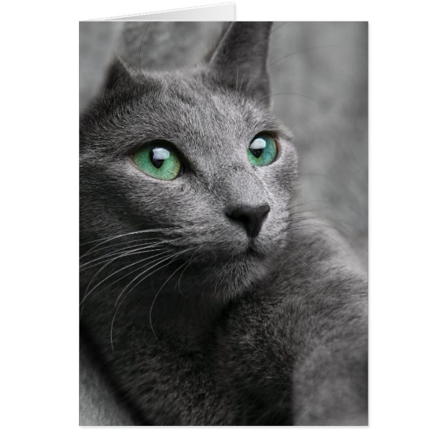 Sött grått katt hälsningskort (Framsidan)