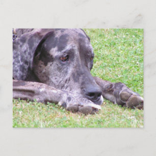 Sött Great dane vykort
