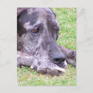 Sött Great dane vykort