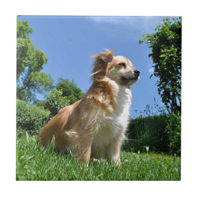 Sött hund i gräs kakelplatta (Framsidan)