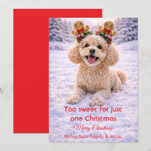 Sött Hund Jul Söt Citat Julkort