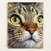 Sött katt