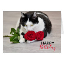 Sött katt med den röda rosen