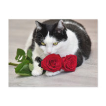 Sött katt med den röda rosen