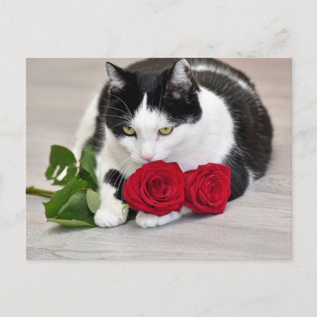 Sött katt med den röda rosen vykort (Framsida)