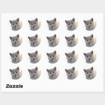 Sött katt