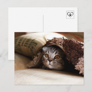 Sött katt som gömmer sig under filt vykort