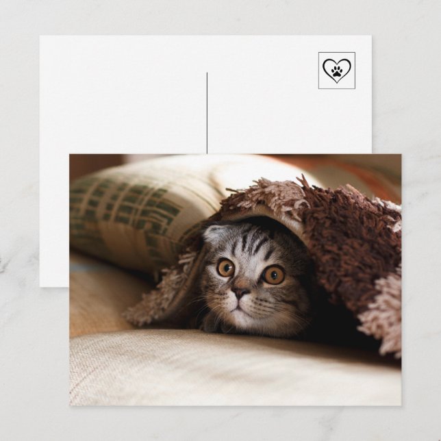 Sött katt som gömmer sig under filt vykort (Fram/baksida)