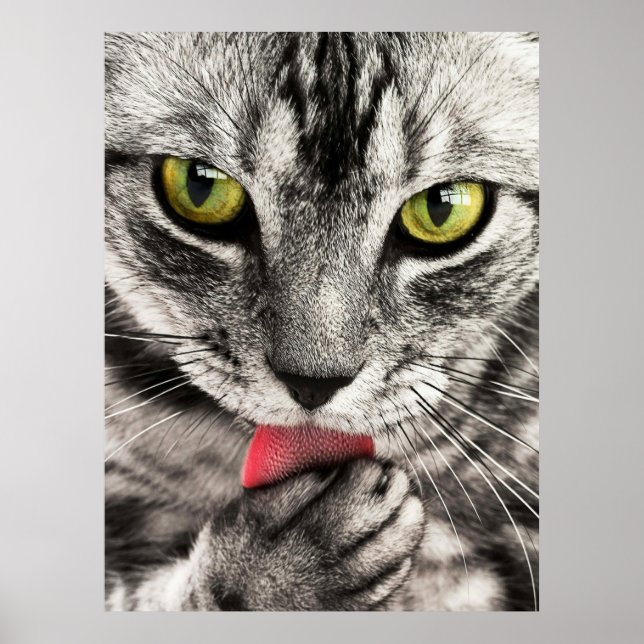 Sött Kattporträtt Affisch (Framsidan)