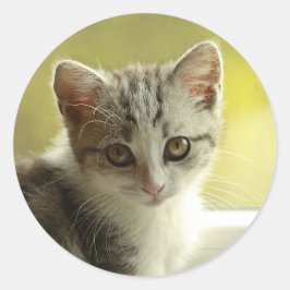Sött kattunge ansikte runt dekal klistermärke