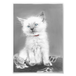 Sött kattungefoto fototryck