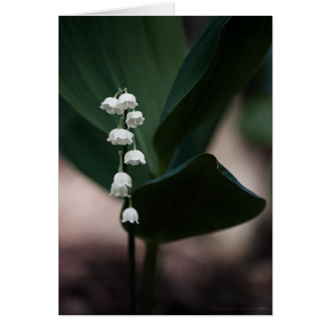 Sött Klockor-kort OBS Kort (Framsidan)