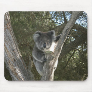 Sött Koala Klättrar på ett Träd Foto Musmatta