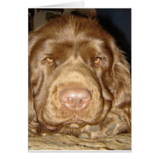 SÖTT KORT FÖR SUSSEX SPANIEL