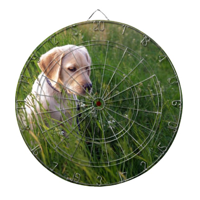 Sött Labrador-valp i gräset Darttavla (Framsidan)