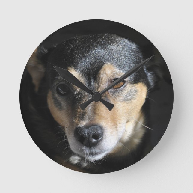 Sött litet hund som poserar för kameran rund klocka (Framsida)