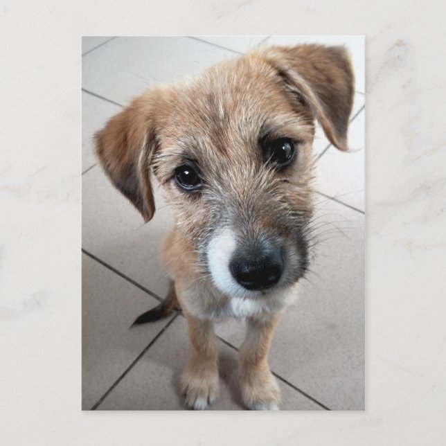 Sött litet sorgset hund vykort (Framsida)