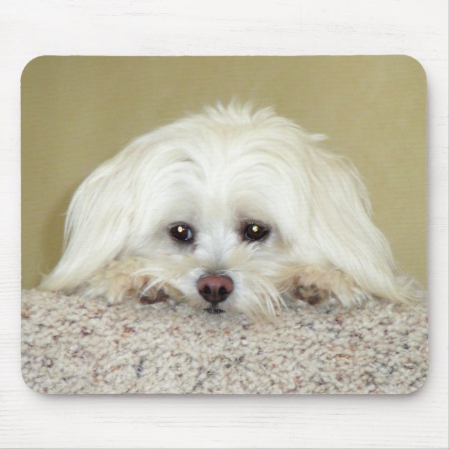 Sött LittleMaltese foto "för CODY" på bästa av Musmatta (Framsidan)