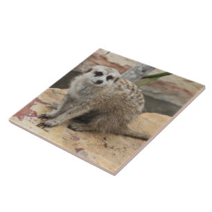 Sött Meerkat foto Kakelplatta