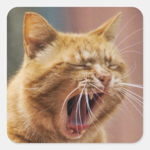 Sött Orange Katt Gäspande Djur Natur Vilda Djur Fyrkantigt Klistermärke