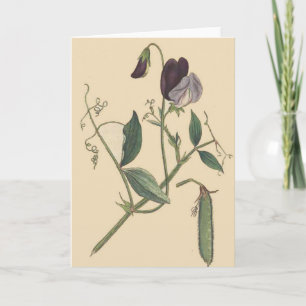Sött pea Flowers-kort Kort