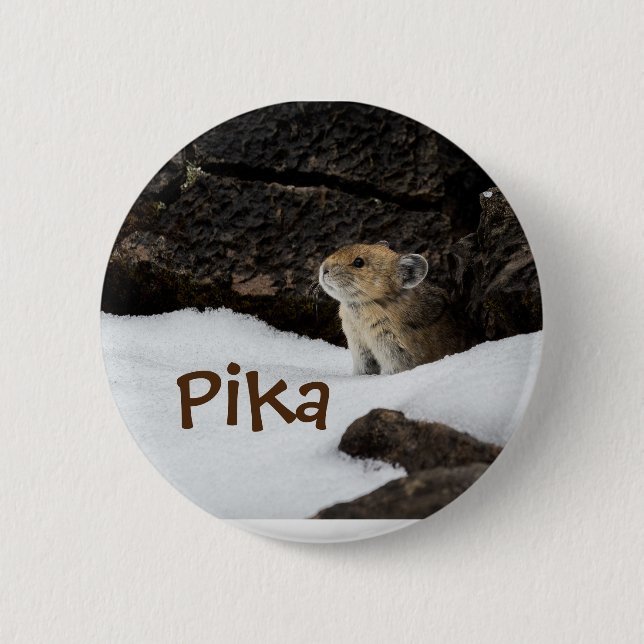 Sött Pika i snöfoto Knapp (Framsida)
