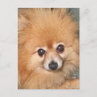 Sött Pomeranian-ansikte Vykort