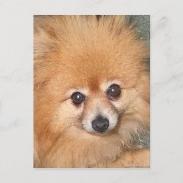 Sött Pomeranian-ansikte Vykort (Framsida)