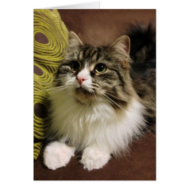 Sött porträtt av en Siberian katt OBS Kort (Framsidan)