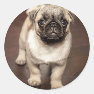 Sött Pug-valpfoto Runt Klistermärke