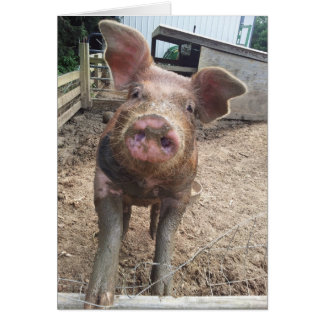 Sött roligt gris-kort OBS kort