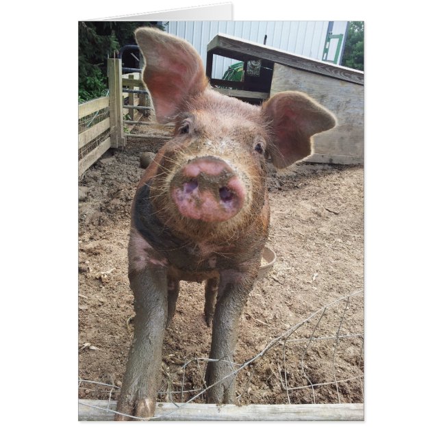 Sött roligt gris-kort OBS kort (Framsidan)