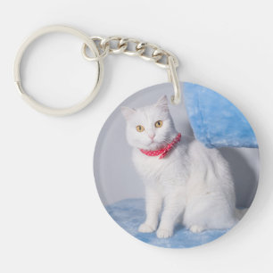 Sött Roligt kattfoto