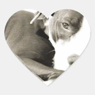 sött sömnigt lat hund av pit bull ras hjärtformat klistermärke