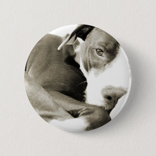 sött sömnigt lat hund av pit bull ras knapp (Framsida)