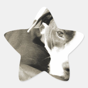 sött sömnigt lat hund av pit bull ras stjärnformat klistermärke