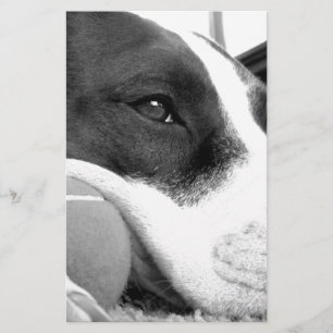 sött sorgset pitbull-hund svart vit med boll brevpapper