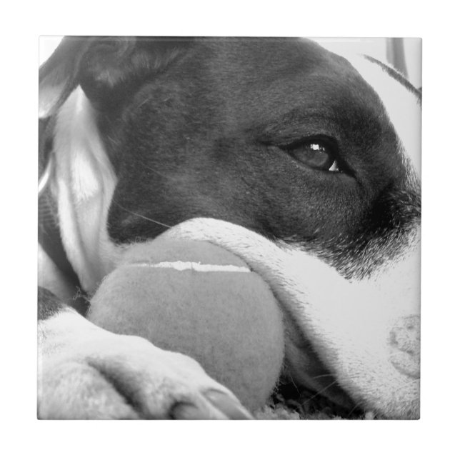 sött sorgset pitbull-hund svart vit med boll kakelplatta (Framsidan)