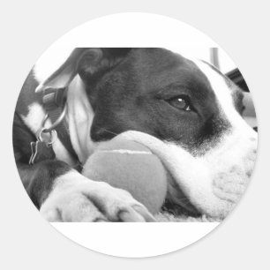 sött sorgset pitbull-hund svart vit med boll runt klistermärke