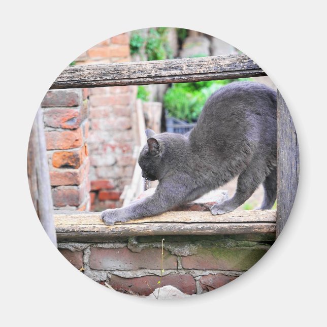 Sött sträckande katt magnet (Framsidan)
