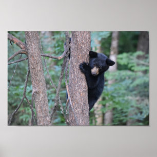Sött svart björnunge i trädfoto poster