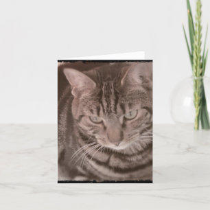Sött Tabby katt-kort Kort