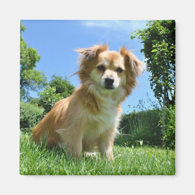 Sött valp i trädgårdsfoto magnet (Framsidan)