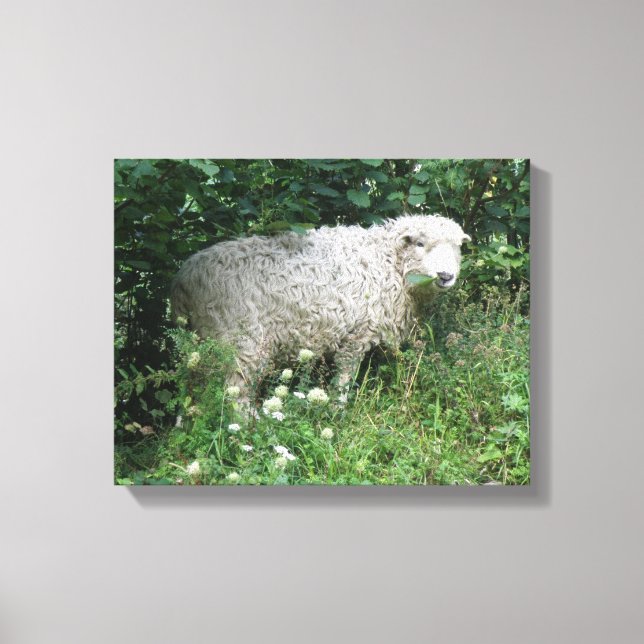 Sött Vitt Fluffigt Får som Äter Canvastryck (Framsida)