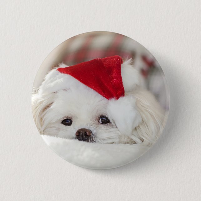 Sött vitt hund i röd julhatt knapp (Framsida)