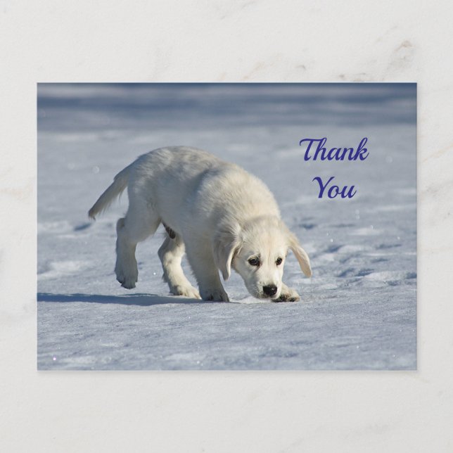 Sött Vitt Valp Snö Foto Tack Vykort (Framsida)